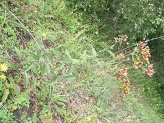 Pentanema squarrosum