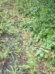 Pentanema squarrosum