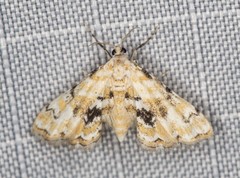 Parapoynx sinuosa