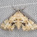 Elophila sinuosa - Photo (c) Ian McMillan, alguns direitos reservados (CC BY-NC), uploaded by Ian McMillan