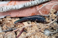 Chtonobdella limbata