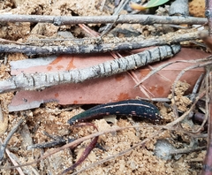 Chtonobdella limbata