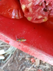 Chlorophorus glabromaculatus