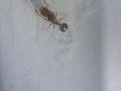 Tetramorium lanuginosum