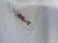 Tetramorium lanuginosum