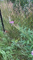 Chamaenerion angustifolium