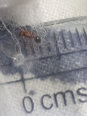 Tetramorium lanuginosum