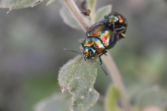 Chrysolina coerulans angelica