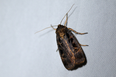 Pseudohermonassa tenuicula