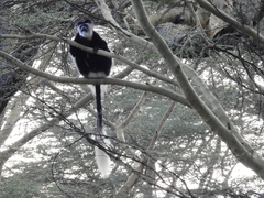 Colobus guereza matschiei