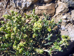 Anabasis setifera