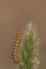 Lepidoptera