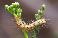 Lepidoptera