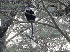 Colobus guereza matschiei