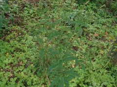 Pentanema squarrosum