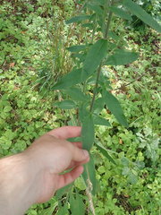 Pentanema squarrosum