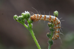Lepidoptera