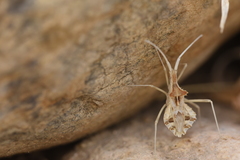 Cercinthus lehmannii