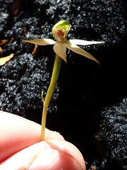 Adenochilus gracilis