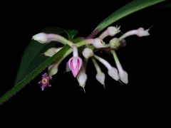 Ardisia rosea