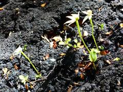 Adenochilus gracilis