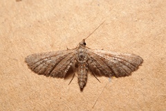 Eupithecia scopariata