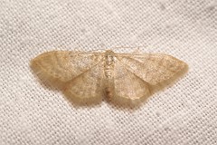 Idaea dilutaria