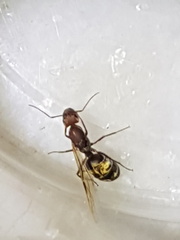 Camponotus rufoglaucus