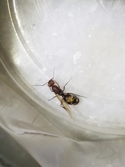 Camponotus rufoglaucus