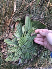 Plantago subnuda