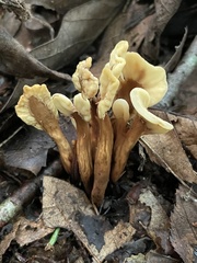 Spathulariopsis