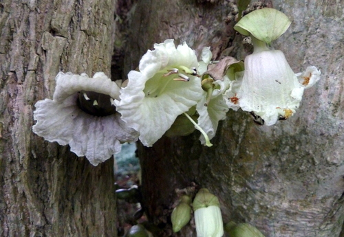 Parmentiera cereifera