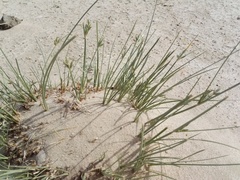 Cyperus conglomeratus