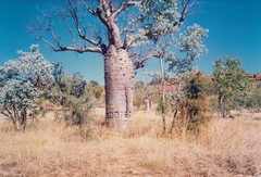 Adansonia gregorii