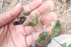 Diospyros scabrida