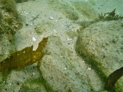 Cristiceps aurantiacus