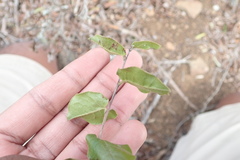 Diospyros scabrida
