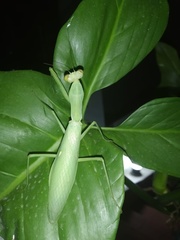 Hierodula tenuidentata