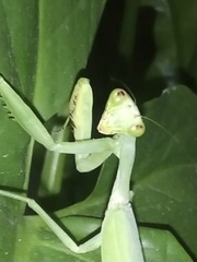 Hierodula tenuidentata