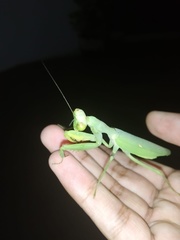 Hierodula tenuidentata