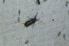 Pseudozonitis labialis