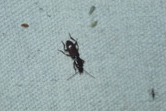 Stenomorphus