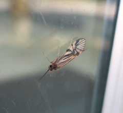 Macrostemum radiatum