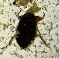 Pelocoris balius