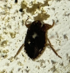 Pelocoris balius