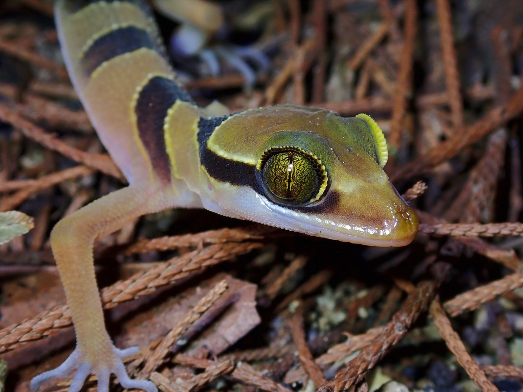 Penang Island Bent-toed Gecko (Cyrtodactylus pulchellus)