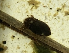 Pelocoris balius