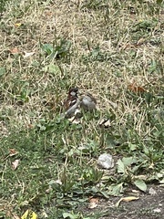 Passer domesticus