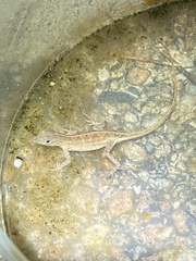 Anolis sagrei