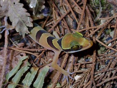 Cyrtodactylus pulchellus